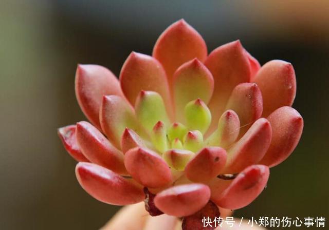 养花尽量不要养多肉!要不然你的生活就会变成这样