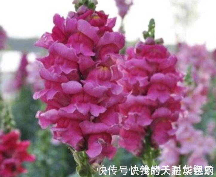 花瓣|4种花美的出奇，不仅花好看，名字也好听，满树都是花朵，漂亮！