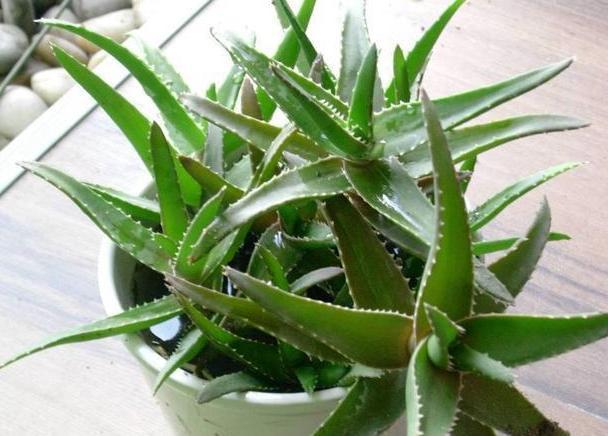 繁殖芦荟怎么给侧芽分株移栽3步操作,让一株变十多株