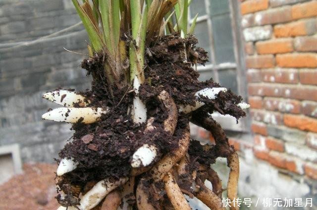 斑点|春天买兰花,学会“看3处”,服盆快、新芽多,当年就开花