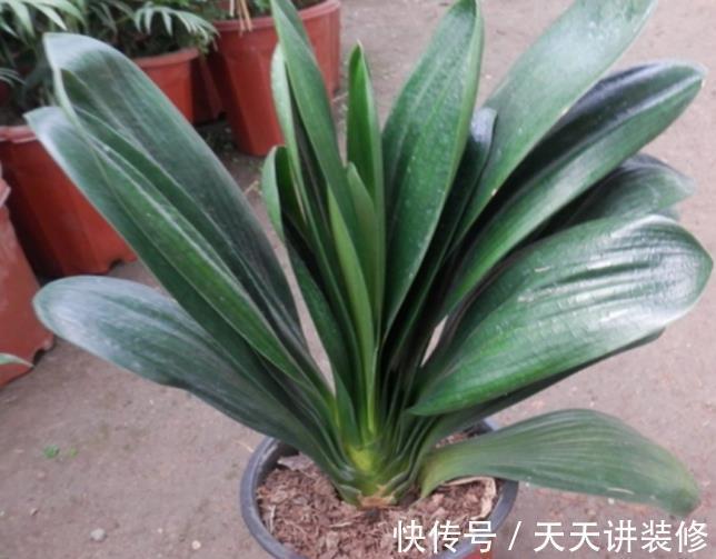 家里养这六种花,干一点越长越好,浇水多就容易烂