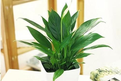 自从卫生间里放了这盆花后，再也没异味了