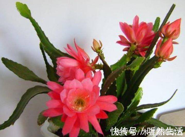 阳台|聪明人都养4种花，一年花期多，阳台变成小花园