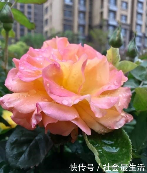 5种花,开花时间超长,养一盆一整年都开花!