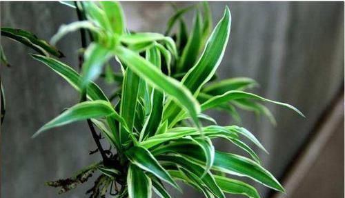 黄叶|养吊兰，最忌讳1件事，难怪黄叶，还弯折，现在纠正也不晚
