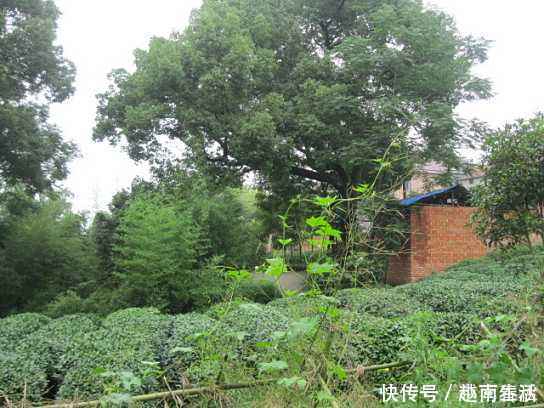 金属|何家村出土宝盒,盒内藏有一种神秘“金麸”,竟是古人服用之物