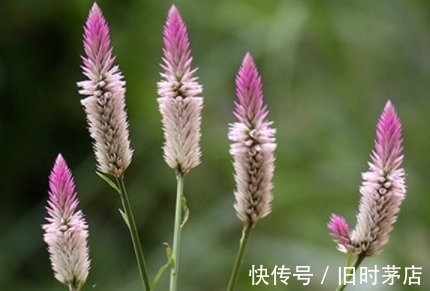 花朵似吊灯，很像一支点燃的蜡烛，遇到别小看