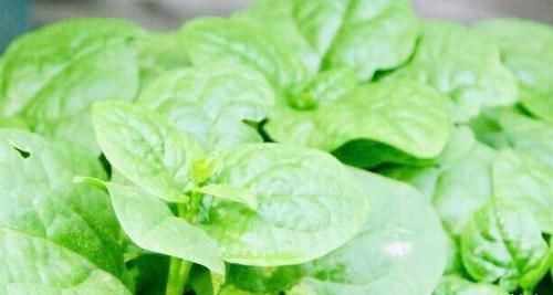 想长寿先会吃，3种食物离不开，滋补身体，好处多多！