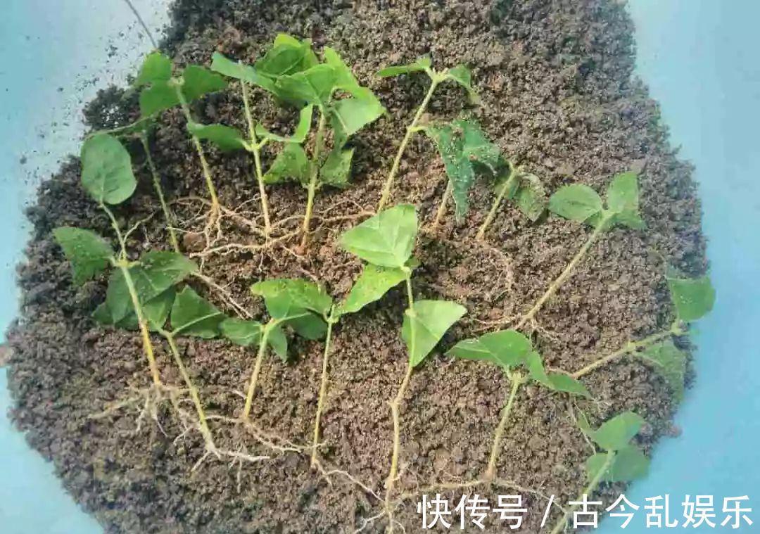 养花技巧：8种情况不能施肥，跟毒药一样，浇完花就玩完了