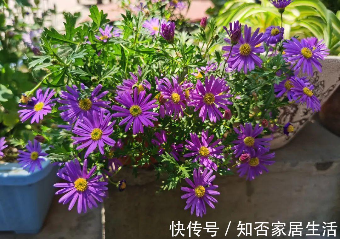 花苞|天热了,20种花最怕浇水,浇得越多,死得越快!