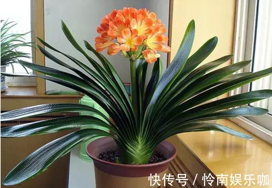 君子兰这样养，一年开花多次，掌握方法很重要！