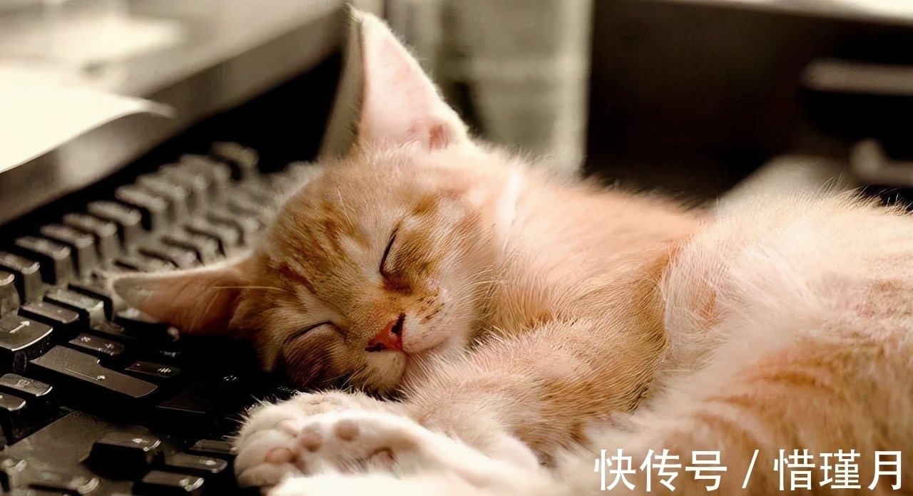 李子柒$贾平凹：一个男人从骨子里看不起的，其实就是这种女人