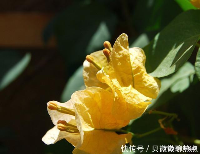 盘点三角梅十大常见品种,哪一种最名贵