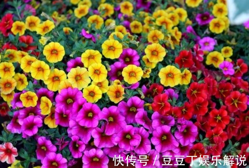 “5种花”赶快养起来，一年四季成“花海”，天天有花赏！