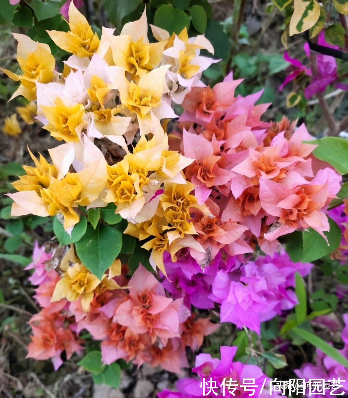 别人家的三角梅都开了，自己的还光秃秃，缺少肥料就不开花