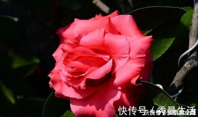 花中娇客|中国传统名花“花中娇客”，30种茶花一开，美了十里八乡