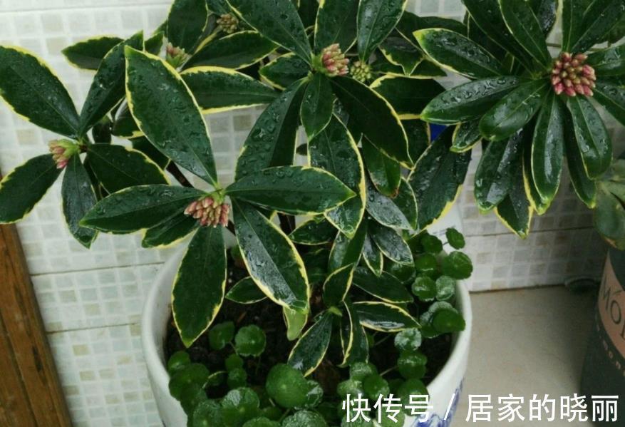 浇花|养花浇水总结:水质、水温、水量,全是不可忽略的关键要素