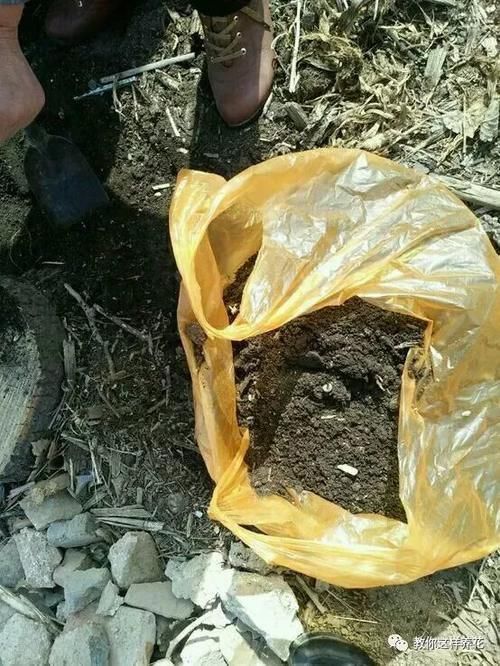 自制4种营养土,再也不板结烂根,大白根能挤破盆!