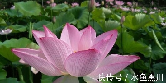 形式主义|不要小瞧诗的题目,其实里面大有学问