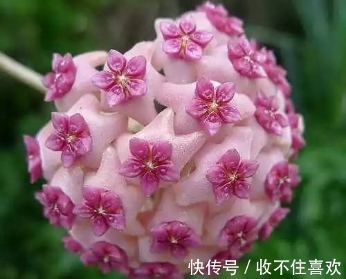 植物|神“造”般的植物奇景,仿佛画作精品,小编已深深着迷!