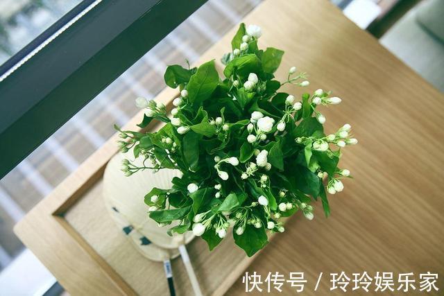 阳台上|夏天养什么花不怕高温是首选，这3种花正符合心意花量也大