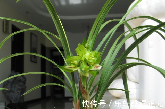 花瓣|春兰香花之王——余蝴蝶,兰香清新淡雅,花色翠绿独特,好养易活