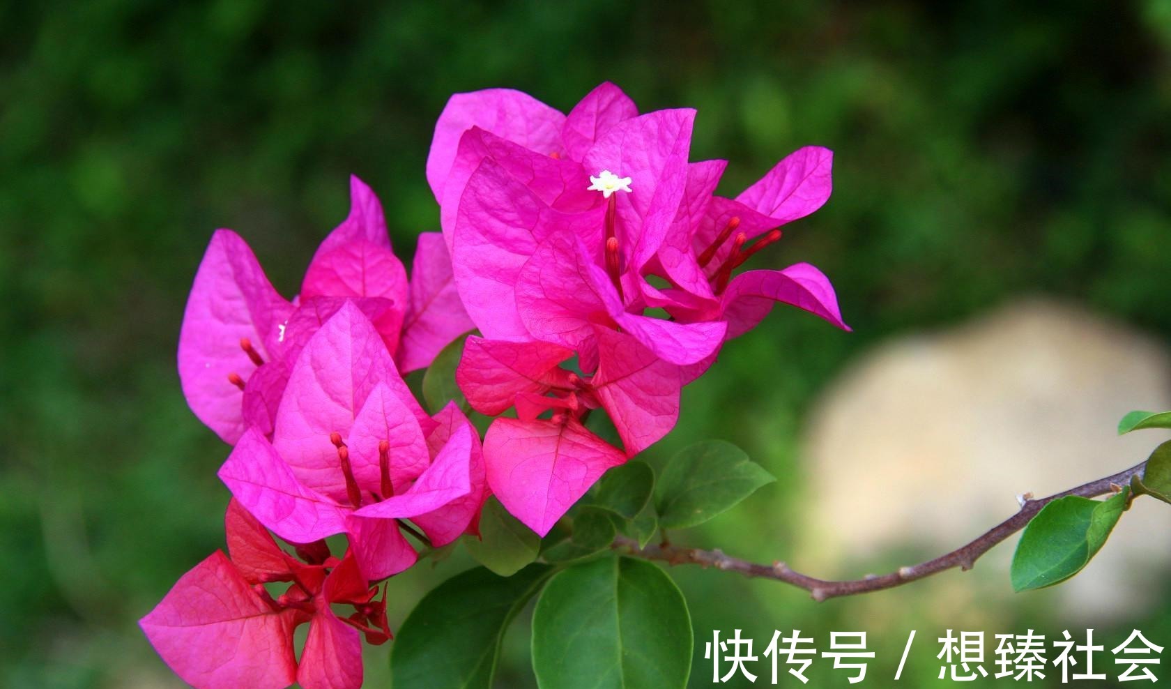 此花所开出来的花朵和叶子很像,就像是五颜六色的叶子一样