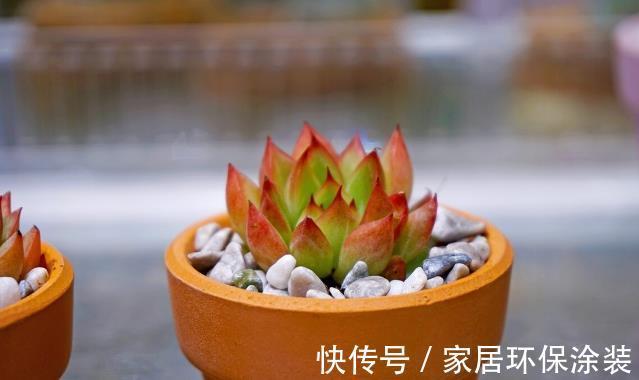 多肉植物|想让多肉植物快速变成“肉丸子”,记住一句口诀就可以,抓紧时间