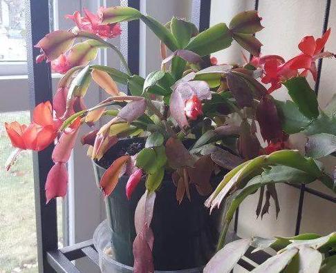 养殖蟹爪兰该注意什么掌握2个简单方法，成活率高、开花漂亮