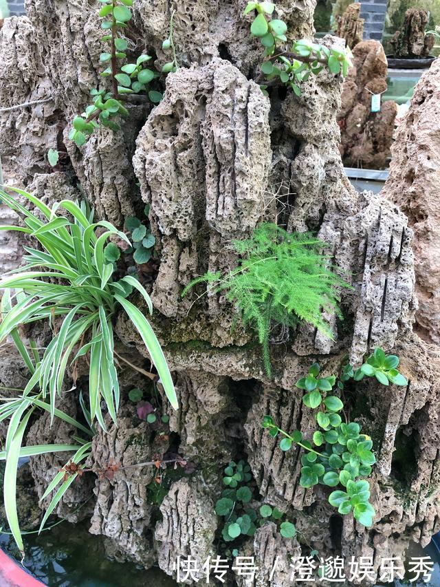 100块买个吸水石,15元买棵吊兰栽上面,养2年拿到市场能卖4000