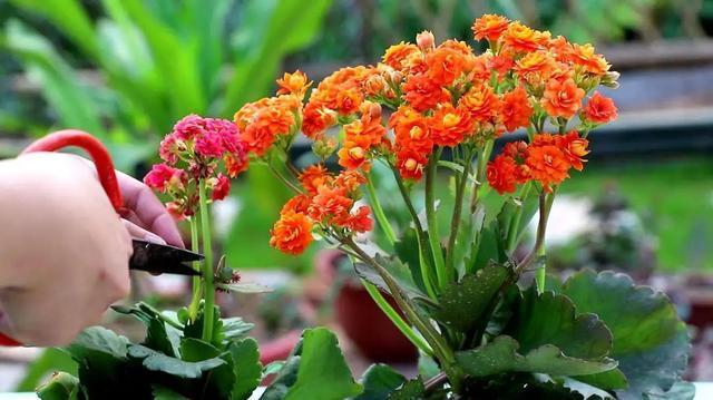 长寿花|长寿花养成老桩,诀窍只有1个!照着做1年就能开成大花球