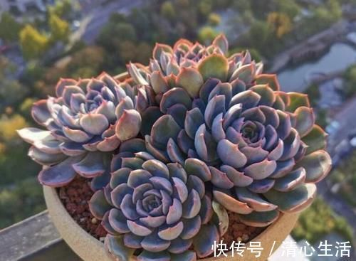 北风|北风呼呼地刮，露天阳台还能盆栽多肉吗？该怎么管？