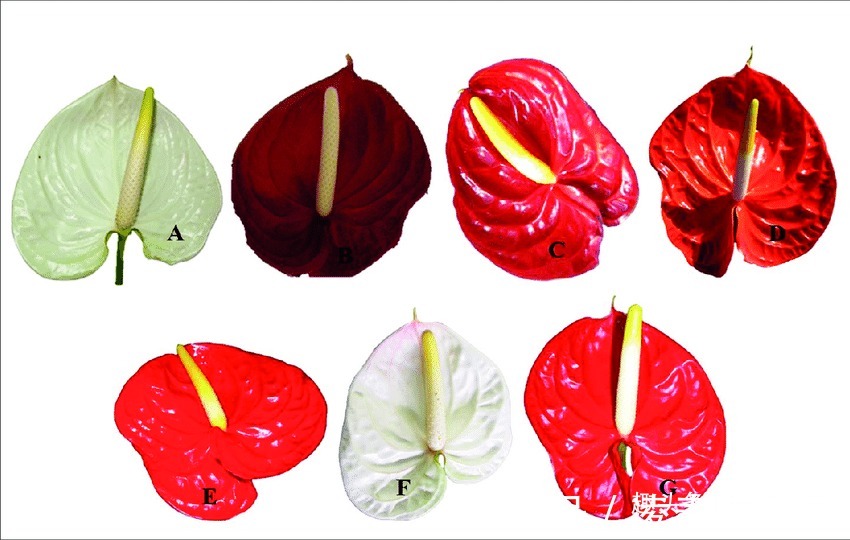 一年四季可以养在室内的开花植物和观叶植物,附新手养护教程