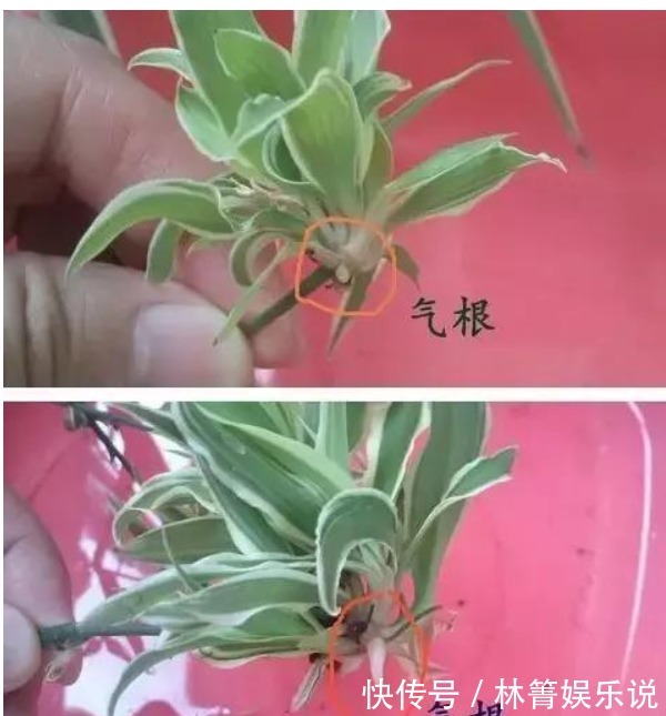 小吊兰|秋天吊兰怎么养教你这些小妙招,1盆轻松变多盆