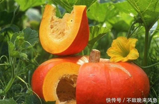 找到|食物“胰岛素”找到了，每天吃一些，血糖悄悄掉，赶跑糖尿病