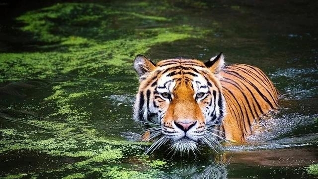 动物|一百年来,中国灭绝了多少动物?