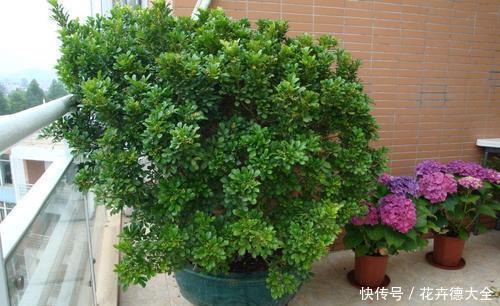 家里养这花，不能乱换盆，掌握几个要点，才能顺利成活！