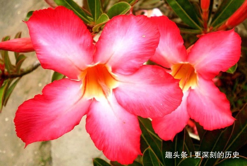 此花花色艳丽,婀娜的花姿给人以高雅秀丽的美感,寓意为至死不渝