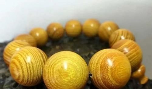 丝线$遇到这种树,别再摘叶子喂蚕了,全国稀有,俗称“黄金木”