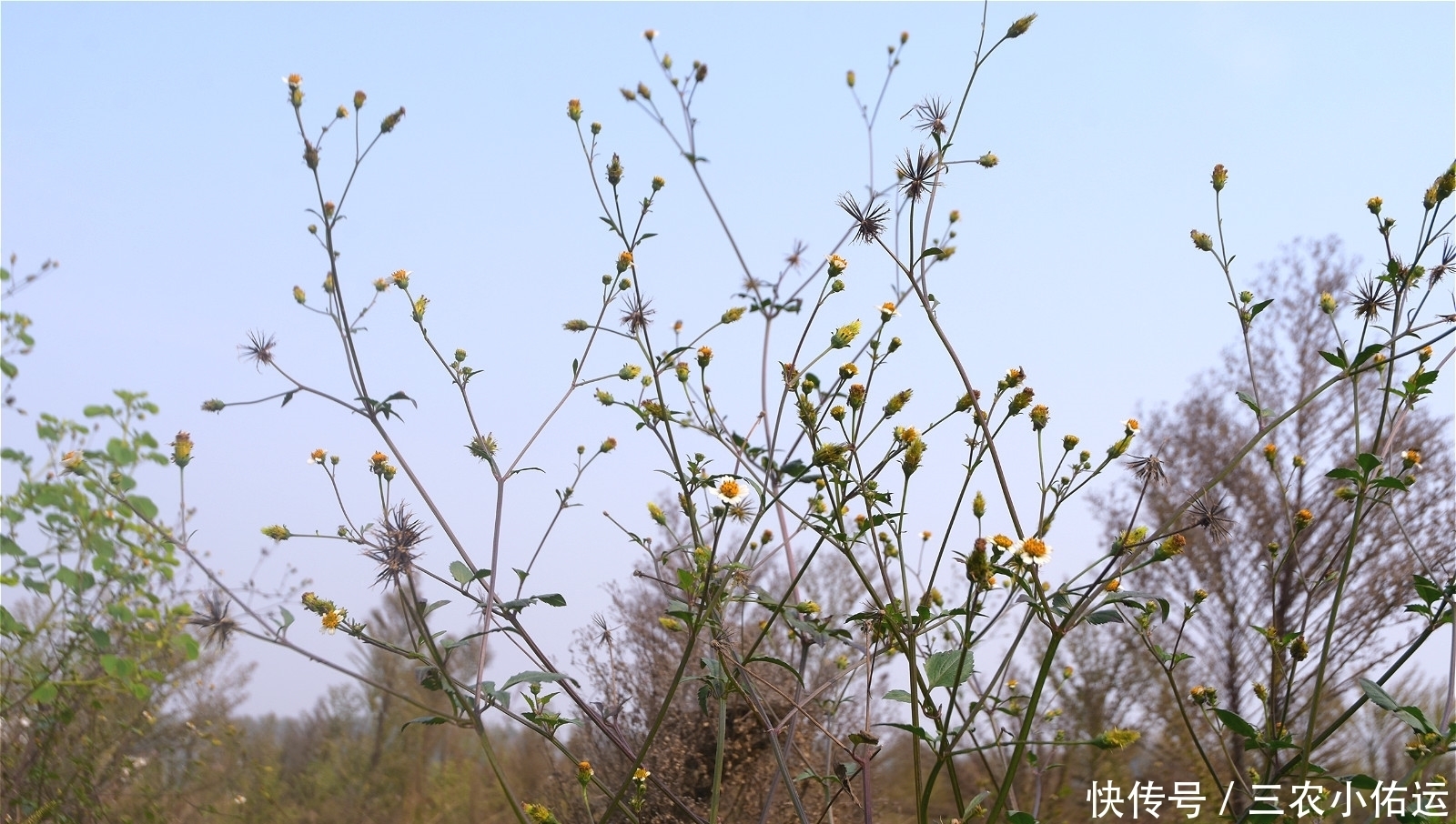 農(nóng)村有種“鬼不纏”的植物,是流落民間的中藥材,小時(shí)候當(dāng)暗器