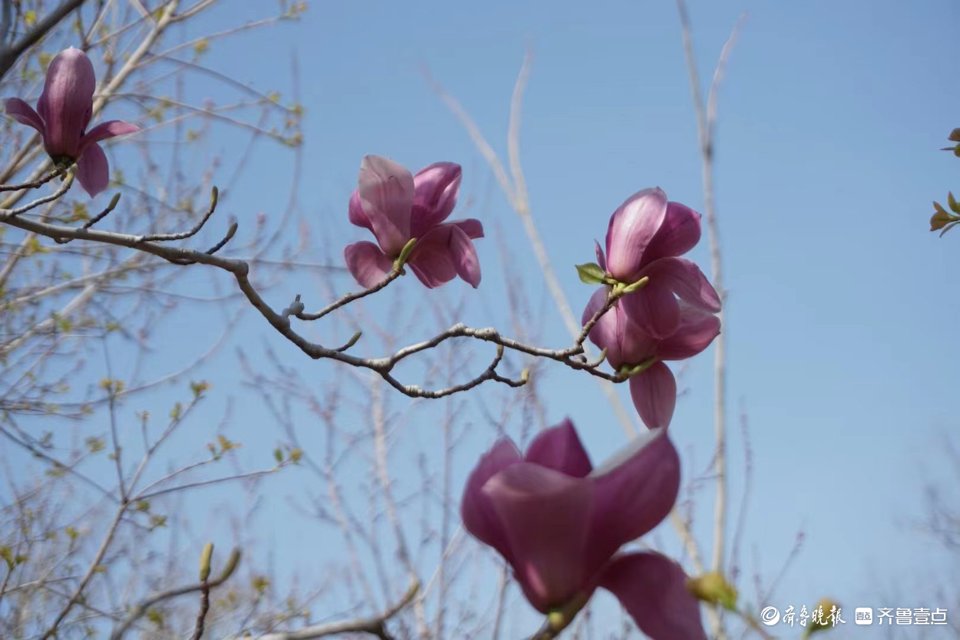 大风吹过，玉兰花枝乱颤