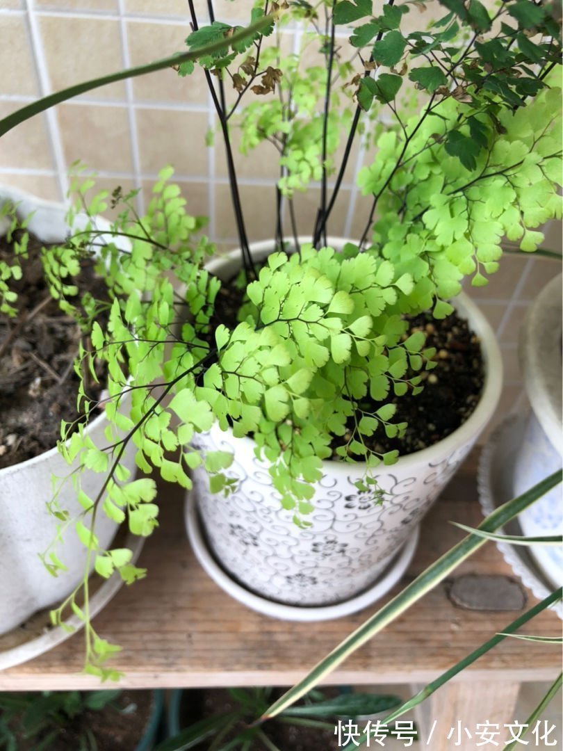 花花|适合放在办公室的花,净化空气一把手,路边三块钱就能买一盆