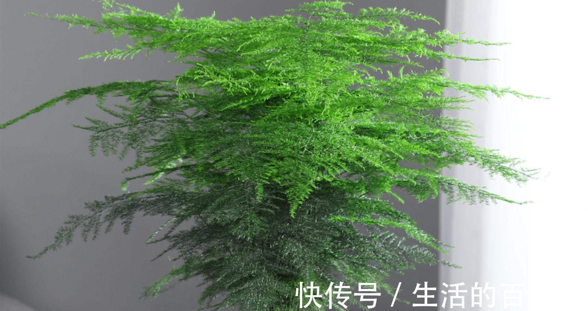 文竹秋季养护抓住重点,叶片不发黄,植株长势快,还能增强抵抗力