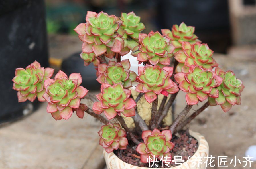 5种“漂亮花”喜冷凉环境,冬天也能“扦插”,成活率高,长势快