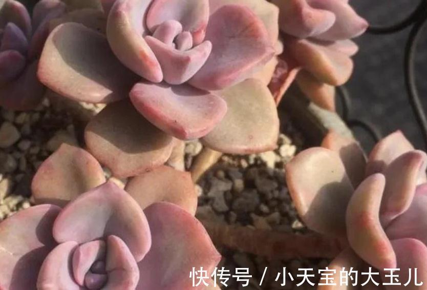 株型|怎么把多肉养得胖嘟嘟，做好5个关键点株型紧凑又好看