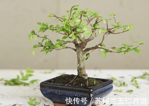 榆树老桩|榆树盆景美不胜收,什么时候造型最好?