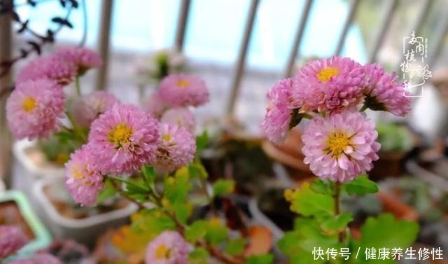 冬季,属于多肉的季节!养多肉的你喜欢冬天吗!