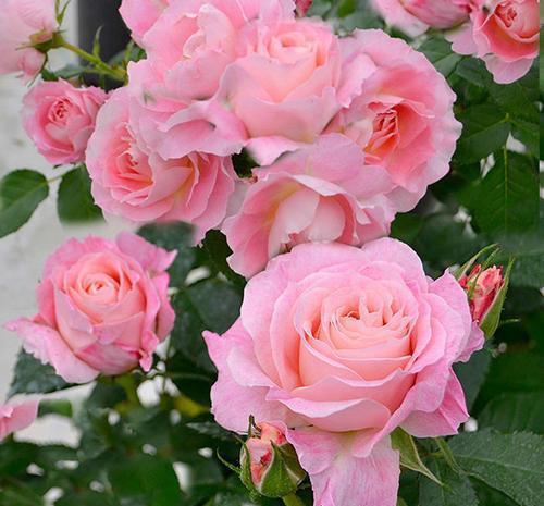 最厉害的养花营养液给月季花喝一勺,猛窜笋芽,花开满枝头