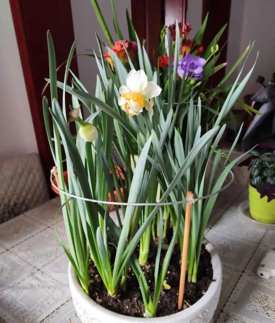 塑料瓶|旧筷子、老干妈瓶别扔,拿来养花效果好,省下一笔养花钱