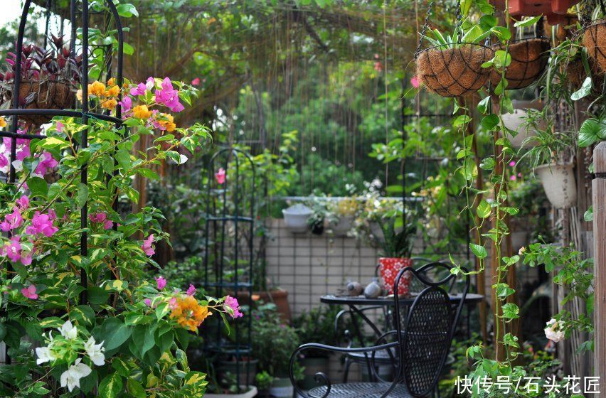 浇水|此花长得超像“红灯笼”,连灯穗都用,一年365天“反复”开花